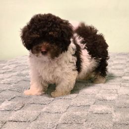 Lamborghini - Parti male Poodle puppy in Covington, Virginia from A  Gift from above kennel,  LLC