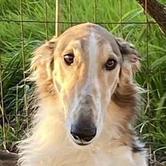 Sky - Borzoi