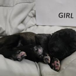 Anatolian Shepherd Dog Puppies from Florida Anatolian Shepherds