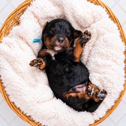 Oakley - Phantom male Bernedoodle puppy in Erda, Utah from Country Lane Doodles