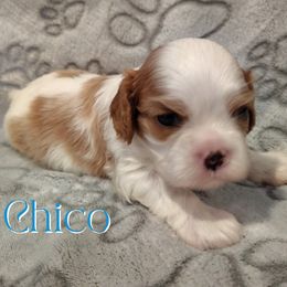 Chico - Blenheim male Cavalier King Charles Spaniel puppy in Rockville, Maryland from Skais the Limit Cavaliers