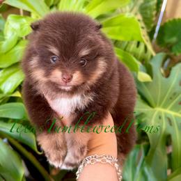 Taz - Chocolate and tan male Pomeranian puppy in Eagle Pass, Texas from Texas Tumbleweed Poms