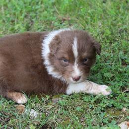 Homer - Red tri-color male Australian Shepherd puppy in Kansas, Oklahoma from Windy G Farm