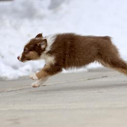 Australian Shepherd, Miniature American Shepherd, Miniature Australian Shepherd, and Toy Australian Shepherd Puppies from Painted Blue Aussies