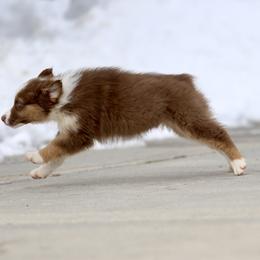 Australian Shepherd, Miniature American Shepherd, Miniature Australian Shepherd, and Toy Australian Shepherd Puppies from Painted Blue Aussies
