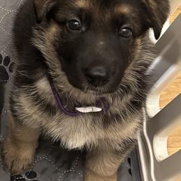 German Shepherd Puppies from Debra Grieco German Shepherds