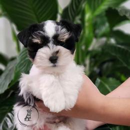 Eeyore - Parti male Miniature Schnauzer puppy in Trinity, Alabama from C&E'S Schnauzers