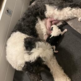 Uno - Black and white male Sheepadoodle puppy in Buford, Georgia from Guppy Puppies
