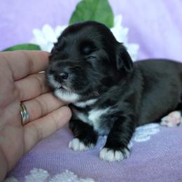 Coton de Tulear Puppies from Buttercup Cotons of Texas