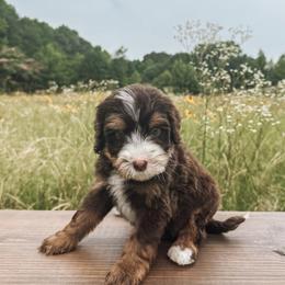 Bernedoodle and Golden Mountain Doodle Puppies from Tilley's Southern Doodles