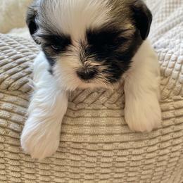 Shih Tzu Puppies from Willow Lane Shih Tzus