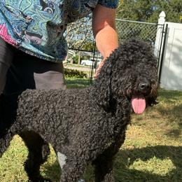 Dipper - Goldendoodle