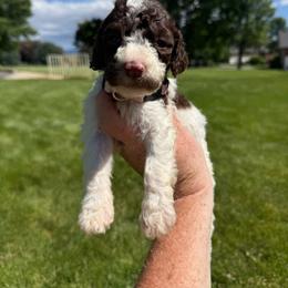 Light Pink - Liver and white female Springerdoodle puppy in Clifton, Idaho from Little Mountain Springers, Springerdoodles & Poodles