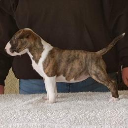 Bull Terrier Puppies from Old England Bull Terriers