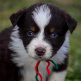 Red green Boy - Red tri-color male Australian Shepherd puppy in Clarkrange, Tennessee from Vom Wolff