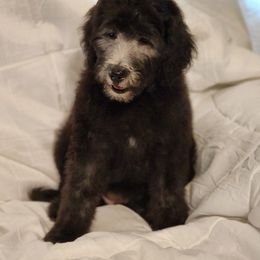 Goldendoodle Puppies from Country Pups Doodles