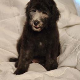Goldendoodle Puppies from Country Pups Doodles