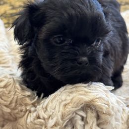 Cavapoo and Shihpoo Puppies from Haus of Doodles