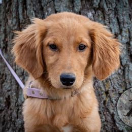 Border Collie, Golden Retriever, and Sporty Mix Puppies from Turbo Border Collies & Coltrievers