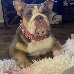 Zena - Bulldog