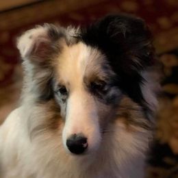 Saoirse - Shetland Sheepdog