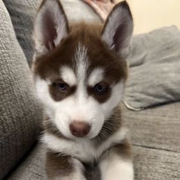 Pomskies and Siberian Huskies from Blue Mini Wolfz Kennel