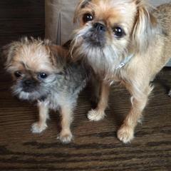Bernese Mountain Dog and Brussels Griffon Puppies from Brooks Berner Bears