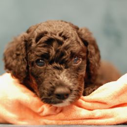 Poodle Puppies from Reuter Clan Poodles