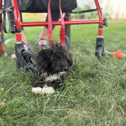 Aussiedoodle, Miniature Australian Shepherd, Poodle, and Toy Australian Shepherd Puppies from Mowry Creek Mini Aussiedoodles and More