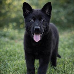 Lime Collar - Black female German Shepherd puppy in Casscoe, Arkansas from Crown H Shepherds