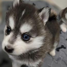 Hope - Black and white female Pomsky puppy in Coatesville, Pennsylvania from Peaceful Pomskys