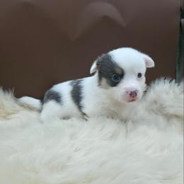 Twister - Blue male Pembroke Welsh Corgi puppy in Charleroi, Pennsylvania from Twilight Hollow Corgis