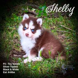 Shelby Micro Toy Charting 5-7lbs - Red and white female Pomsky puppy in Perkins, Oklahoma from A-Dream Pomsky Kennel