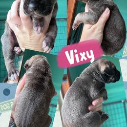 Vixey - Fawn female Great Dane puppy in Wellsville, New York from Prophecy Danes