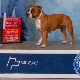 Miley - Staffordshire Bull Terrier