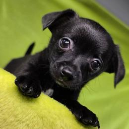 Prince Eric - Black male Chihuahua puppy in West New York, New Jersey from Pixie’s Magical Puppies