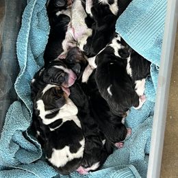 Male 2 - Black brown and white male Basset Hound puppy in Red Bay, Alabama from Maple Street Bassets