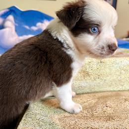 Girl 1 - Red tri female Miniature Australian Shepherd puppy in Port Saint Lucie, Florida from Charlene Brannon's Mini Australian Shepherds