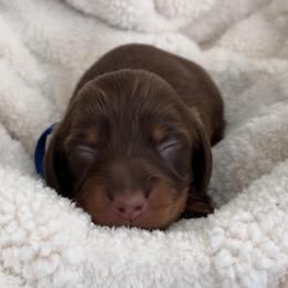 Pumpkin - Chocolate and tan male Dachshund puppy in Murrieta, California from Dash of Love