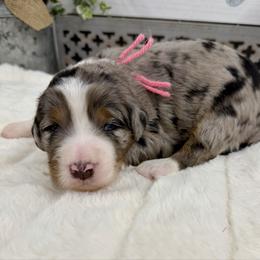 A Charlie Brown Christmas - Merle female Bernedoodle puppy in Hegins, Pennsylvania from Bubbling Springs Doodles, LLC