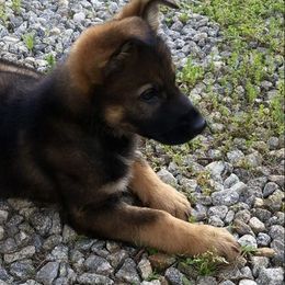 German Shepherd Puppies from LaVere Shepherds