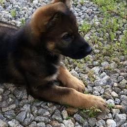 German Shepherd Puppies from LaVere Shepherds