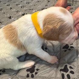 Yellow - Orange and white female Brittany puppy in Hayward, California from Fieldstone Bird Dog Kennels / West Coast Brittany’s