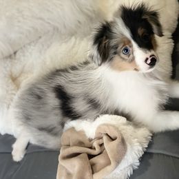 Charlie - Blue merle male Toy Australian Shepherd puppy in Westville, Florida from Royal Spur Aussies