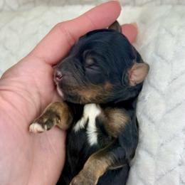 Tricolor Male Micro - Tri-color male Bernedoodle puppy in Crete, Illinois from Plum Valley Pups