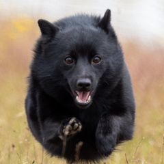 Schipperkes from Dashing Schipperkes