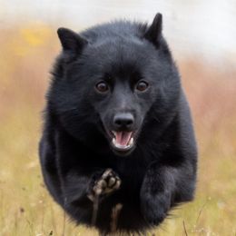 Schipperkes from Dashing Schipperkes