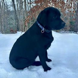 Keziah - Labrador Retriever