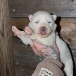 Girl 2 - White female Siberian Husky puppy in Iron River, Wisconsin from Wiemeri Siberians