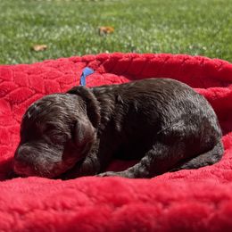 Orange - Brown male Poodle puppy in Hesperia, California from HD Poodles